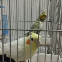 عروس هلندی بالغ ماده|پرنده|الوند, |دیوار