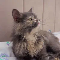 گربه پرشین ماده