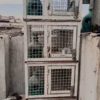 جفتکن کبوتر