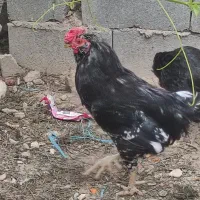 خروس گلین خالص