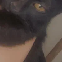 گربه گمشده