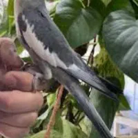 عروس هلندی نر بالغ