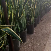 گل سانسوریا سطل ۷و۱۰ باکیفیت
