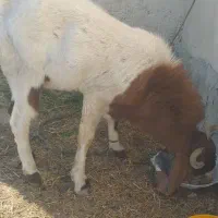 فروش گوسفند|حیوانات مزرعه|ایرانشهر, |دیوار