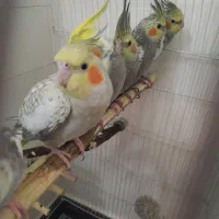 یک جفت عروس هلندی با چهار تا بچه 3 ماه ک|پرنده|تهران, شهمیرزادی|دیوار