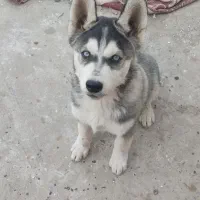 گمشده توله هاسکی