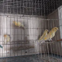 دوتا قناری نر موزایکی جوان بخون