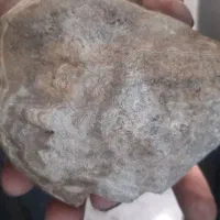 فسیل دریایی از کوه