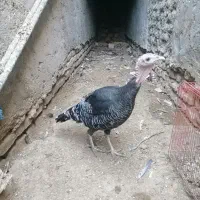 بوقلمون ماده برنز محلی