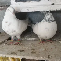 کفتر پرشی