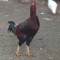 فروش یک عدد خروس لاری|حیوانات مزرعه|اشنویه, |دیوار