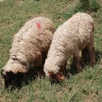 بره یا گوسفند