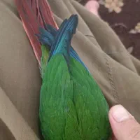 طوطی گرینچیک سه ماه نیم فول اهلی