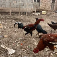 مرغ خروس لاری|حیوانات مزرعه|مشهد, فرخد|دیوار
