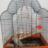 عروس هلندی نر