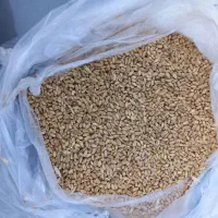 گندم بذری اراز ۱۲تن|خدمات باغبانی و درختکاری|گنبد کاووس, |دیوار