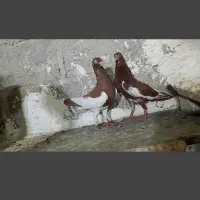 دم چتری . یهودی|پرنده|مهر, |دیوار