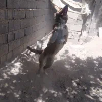 معاوضه با مرغ خروس