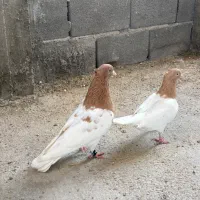 کبوتر کله زرد