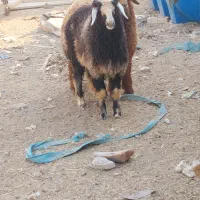بره