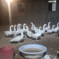 قوغاز اوکراینی