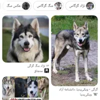 سگ گرگی گم شده است