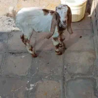 سلام نر بزباتربیت|حیوانات مزرعه|شوش, |دیوار