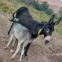 الاغ ماده با کره اش