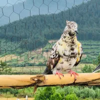 کبوتر|پرنده|خان ببین, |دیوار