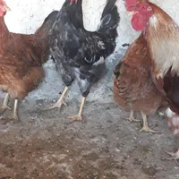 خروس ومرغ قربانی یاذبح میکنم برای رفع بلا|حیوانات مزرعه|کاشان, شهرک امیرالمومنین|دیوار