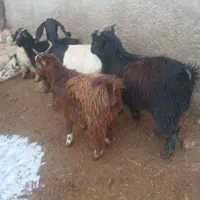 گوسفند بزغاله نر و ماده