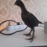جوجه اوشامو