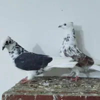 یجفت کفتر پرشی خال خوب