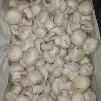 فروش قارچ دکمه ای ۱۴۰