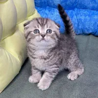 فرشته های کوچولو|گربه|سمنان, |دیوار