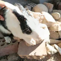 خرگوش فروشی