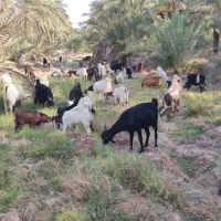 فروش گله بز|حیوانات مزرعه|بهبهان, |دیوار