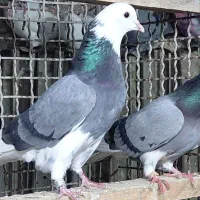 کبوتر پرشی اس