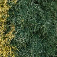 یونجه رنجر خورد شده چین چهارم خانمیرزا