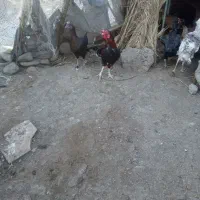 خروس چابهاری اصل قیمت 1800