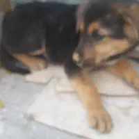 واگذاری سگ|سگ|یزد, |دیوار