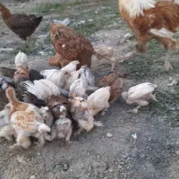 فروش جوجه محلی دوماهه