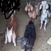 40 میلیون تومان|حیوانات مزرعه|اراک, |دیوار