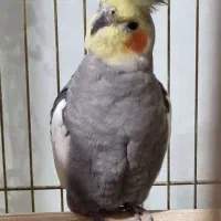 عروس هلندی|پرنده|ماکو, |دیوار