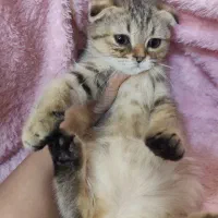 گربه اسکاتیش|گربه|مشهد, سرافرازان|دیوار