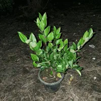 گل گیاه|عمده‌فروشی|رودسر, |دیوار