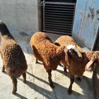۳عدد بره نر  داشتی