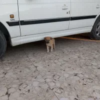 معاوضه|خودرو سواری و وانت|بم, |دیوار