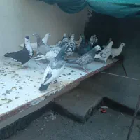 کفتربوم سوسکی سار ابلغ