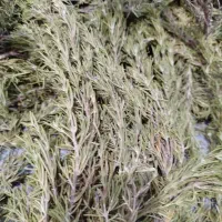 گیاه رزماری